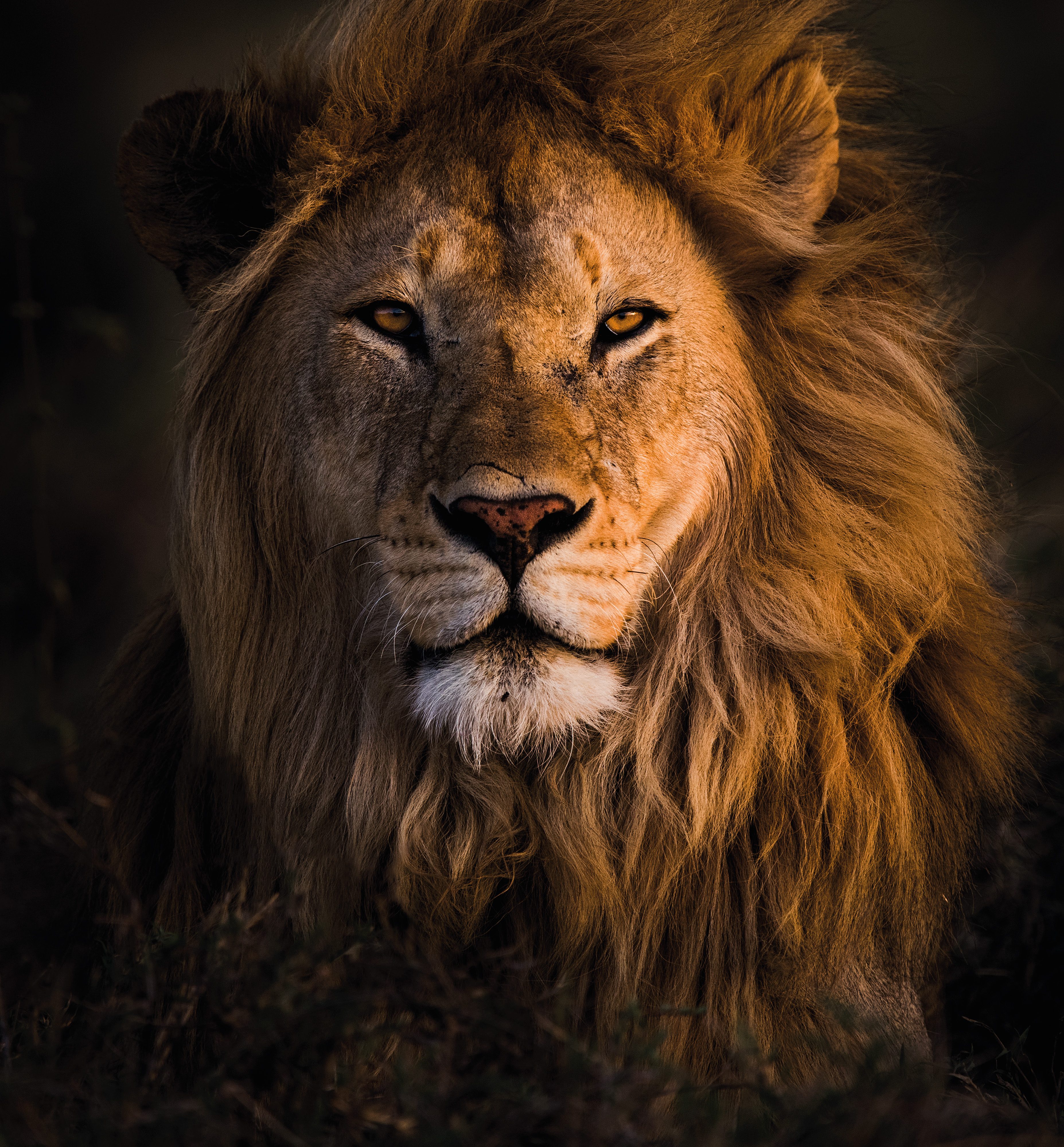 Lion